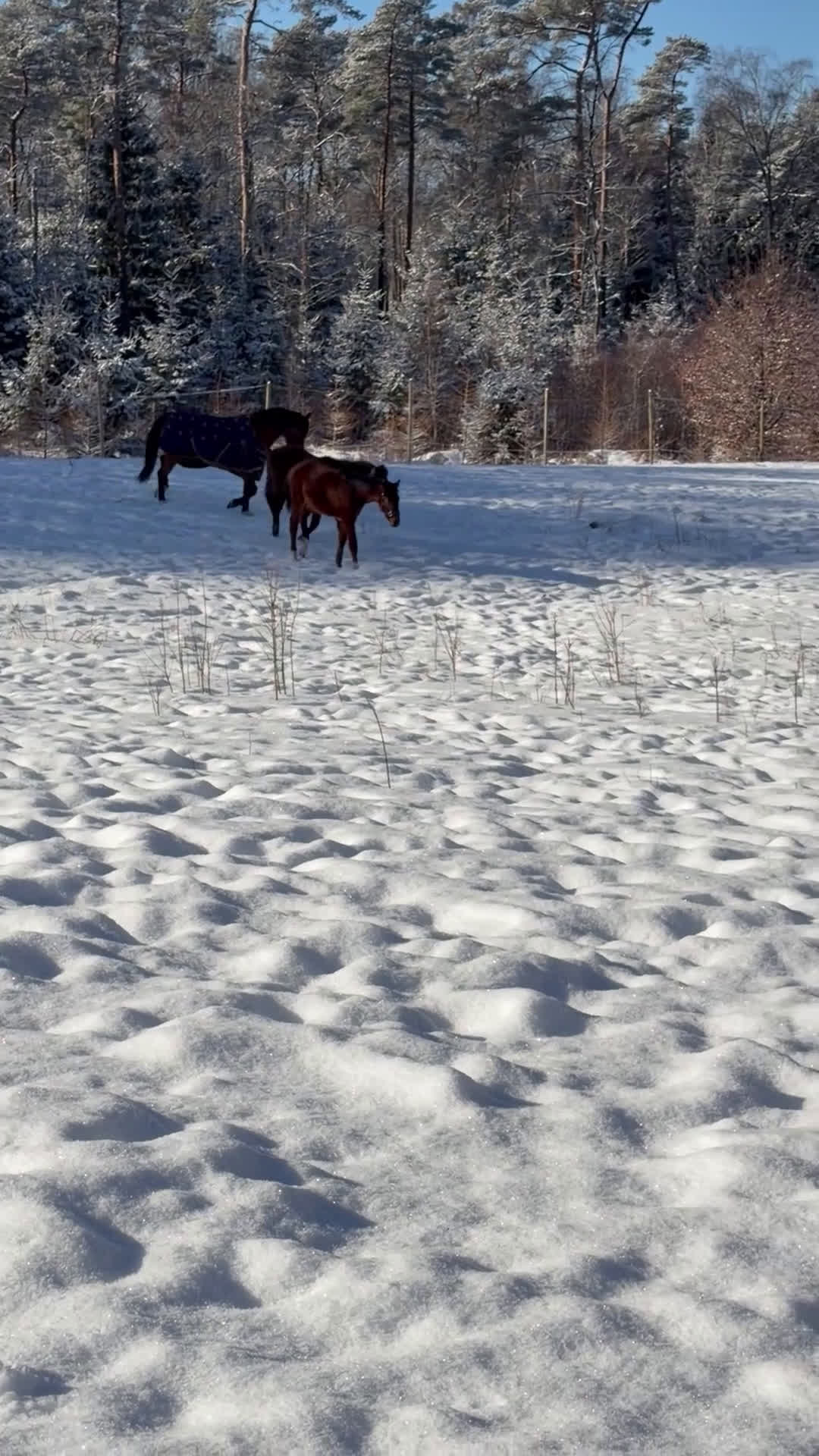 Hoppning hästar till salu: Hingst E: Corporal- Point Break  - Video 1