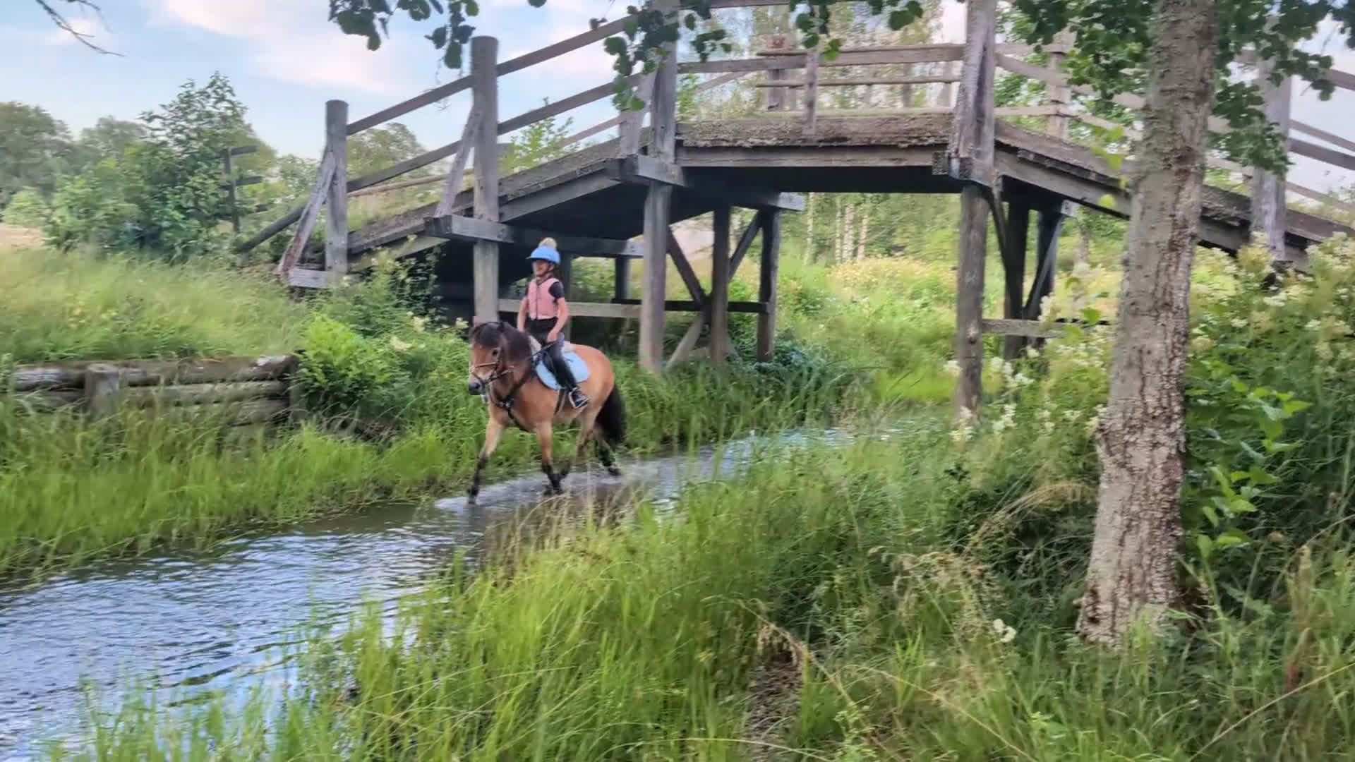 Allround hästar till salu: En ponny UTAN rävar bakom öronen  i Torshälla - Video 4