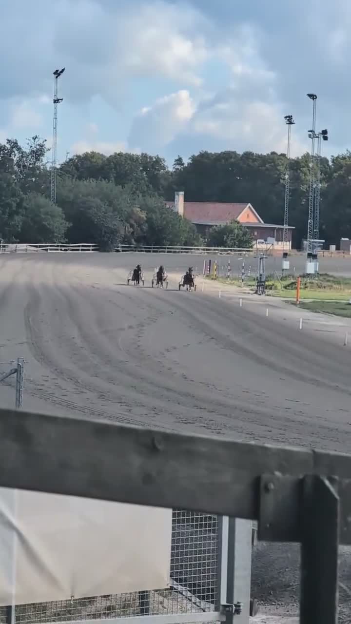 Trav hästar till salu: Genomsnäll kille. - Video 1