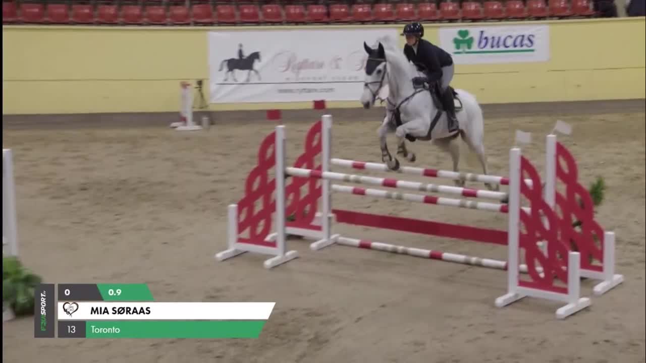 Hoppning hästar till salu: Topp Children häst till salu! - Video 2