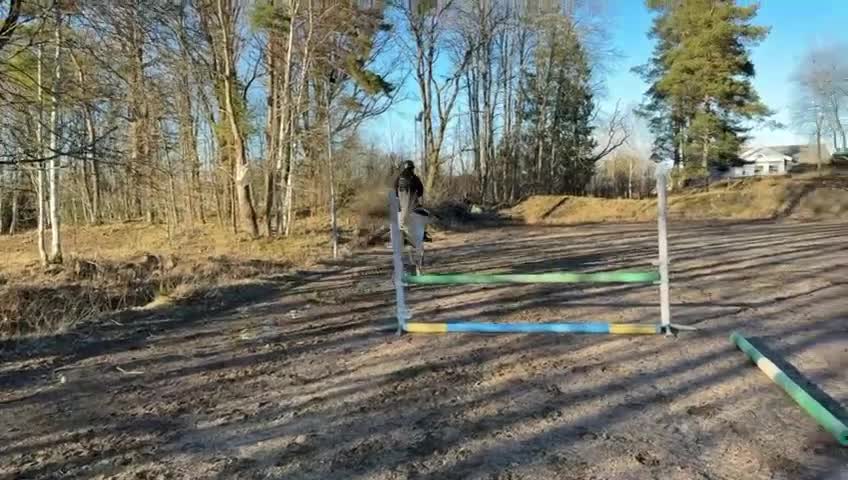 Allround hästar till salu: Bowie söker sin nya bästa vän  - Video 1