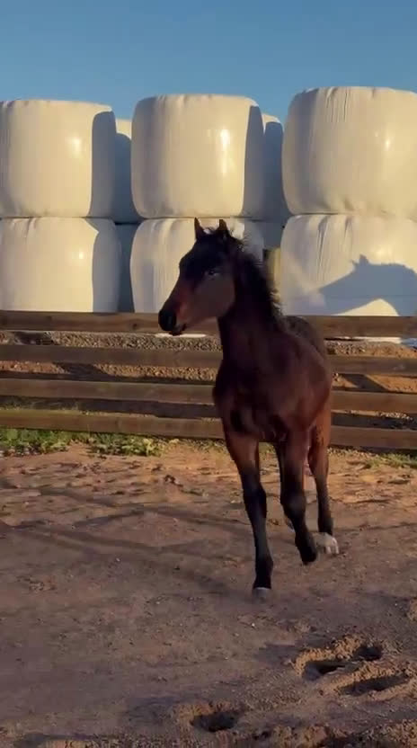 Hoppning hästar till salu: Fantastic Colt for Sale – by Hardrock Z x Indoctro i Ullared - Video 4