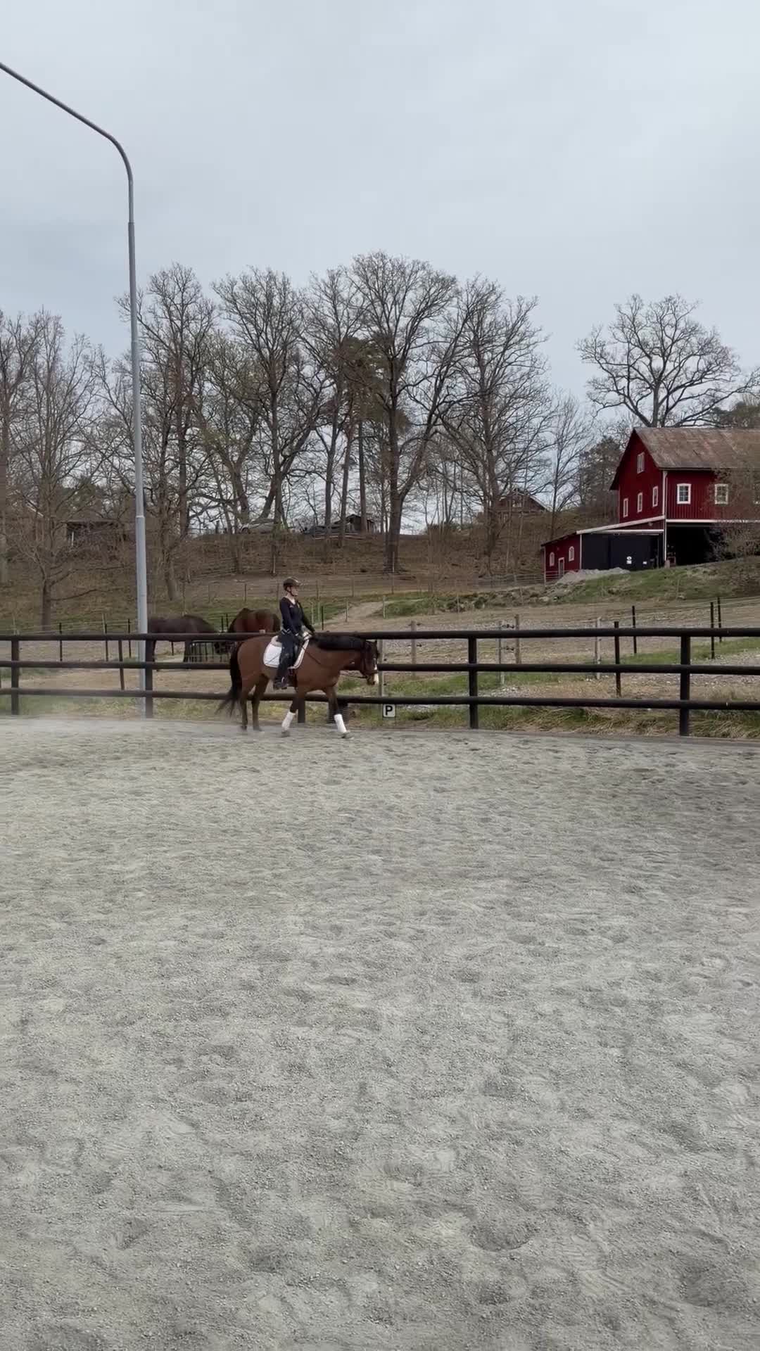 Dressyr hästar till salu: FEI ponny till salu 🌟 i Södertälje - Video 1