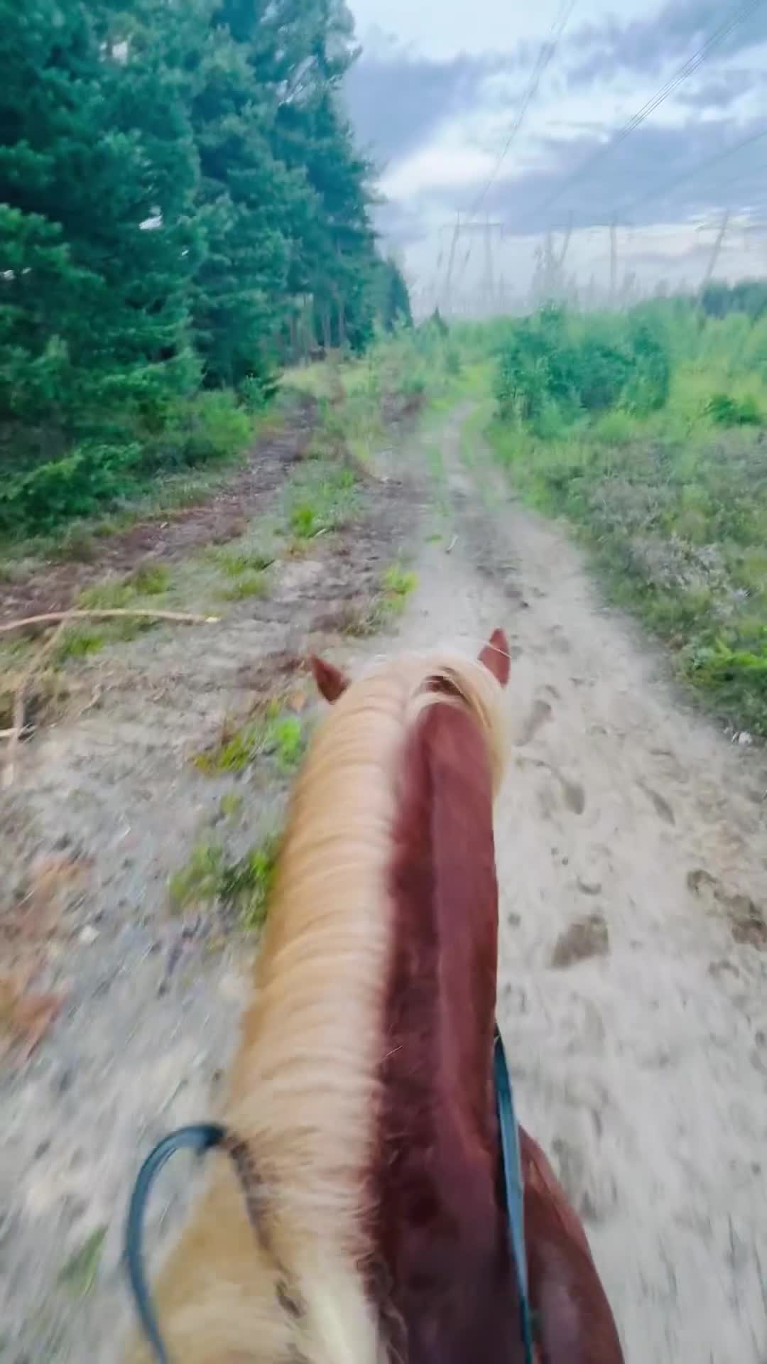 Island hästar till salu: Vacker hårfager valack med potential! - Video 1