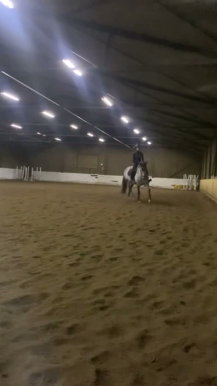 Allround hästar till salu: Fin maxad D-ponny - Video 3