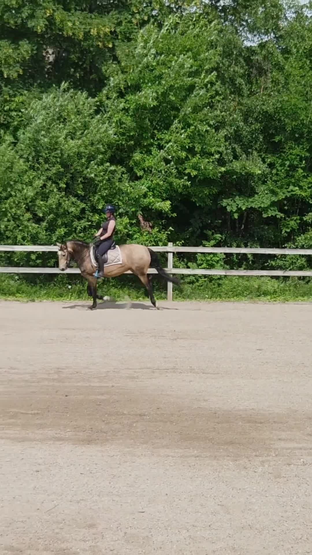 Allround hästar till salu: Lusitano sto med stor potential - Video 3