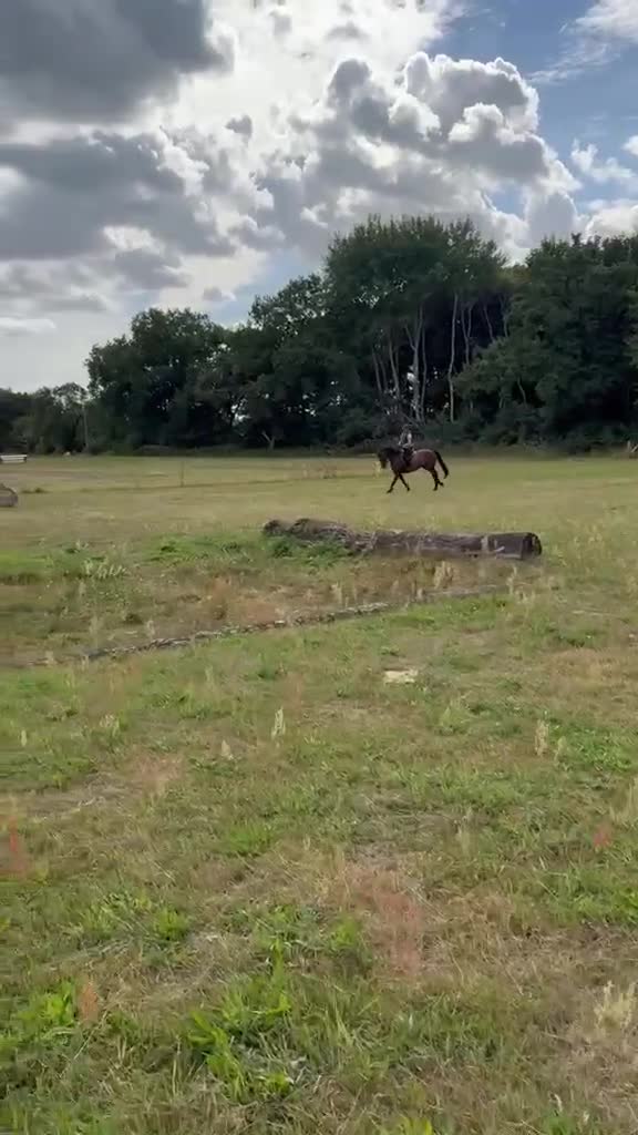 Hoppning hästar till salu: Hobby, hoppning eller fälttävlan ? - Video 1