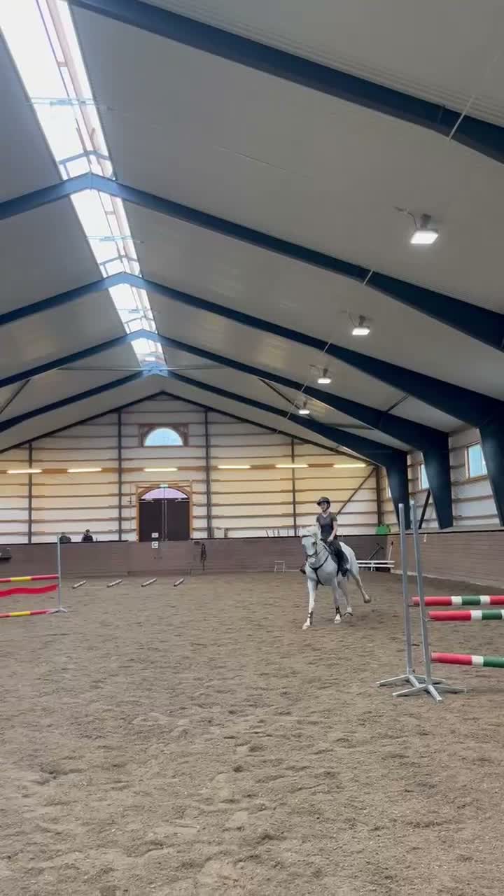 Hoppning hästar till salu: Perfekta första hästen, läromästare - Video 3