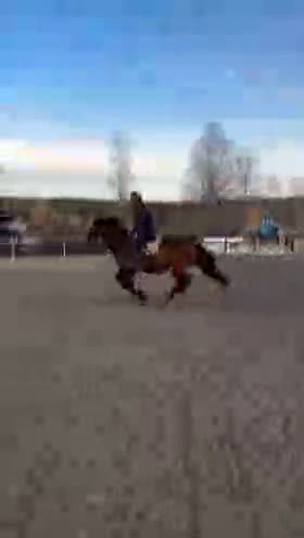 Allround hästar till salu: Norskt kallblod i Spånga - Video 3