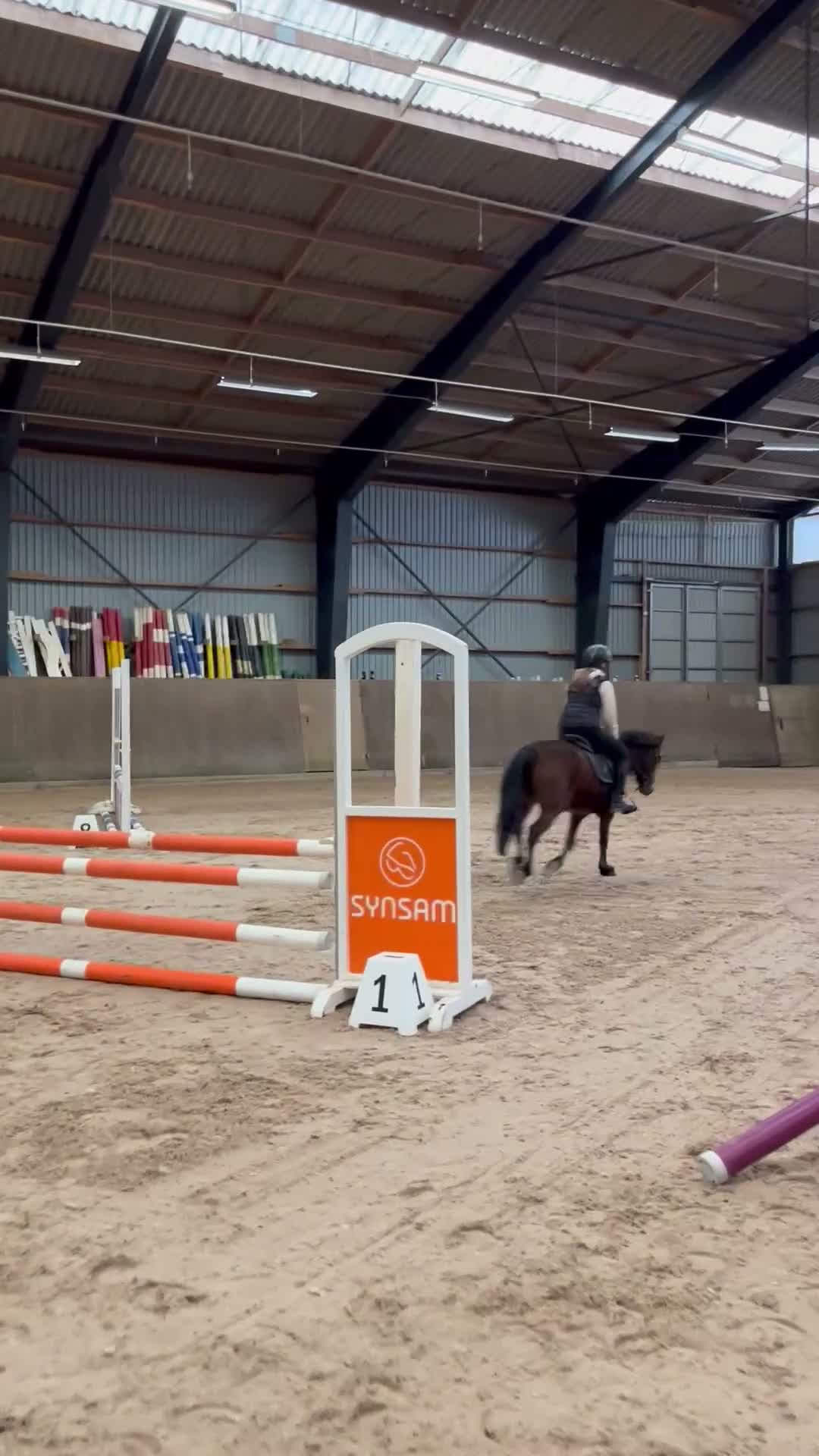 Allround hästar till salu: Ponny man kan göra allt med - Video 3