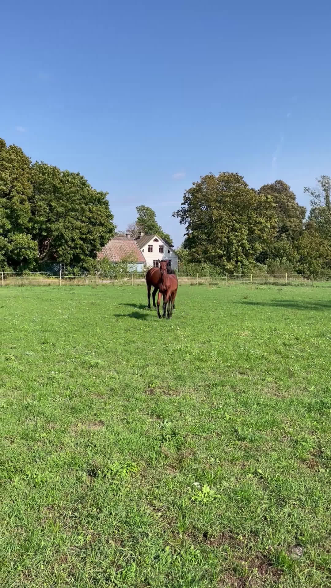 Hoppning hästar till salu: Stoföl e. Cosmos Hästak ue. Heartbeat  i Mörbylånga - Video 3