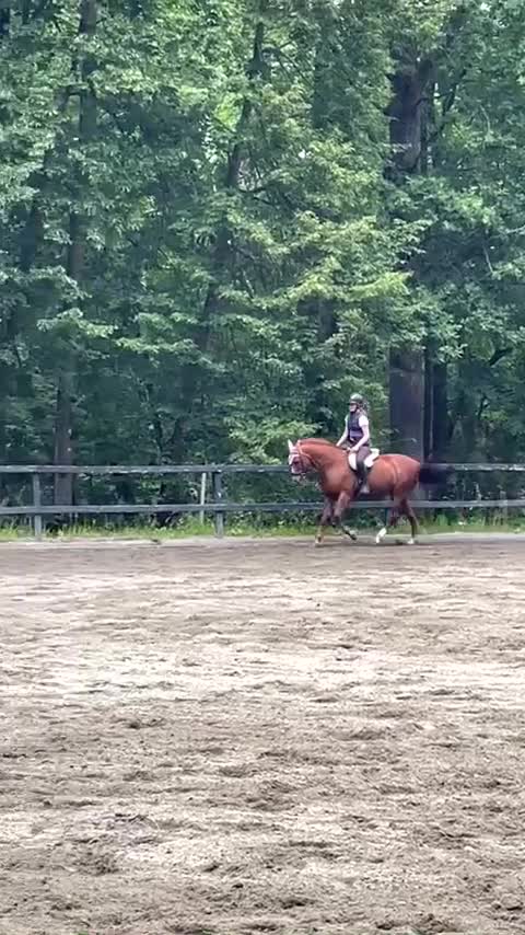  medryttarhäst sökes: Medryttarhäst Sökes i/nära Eslöv/lLund✨ - Video 1