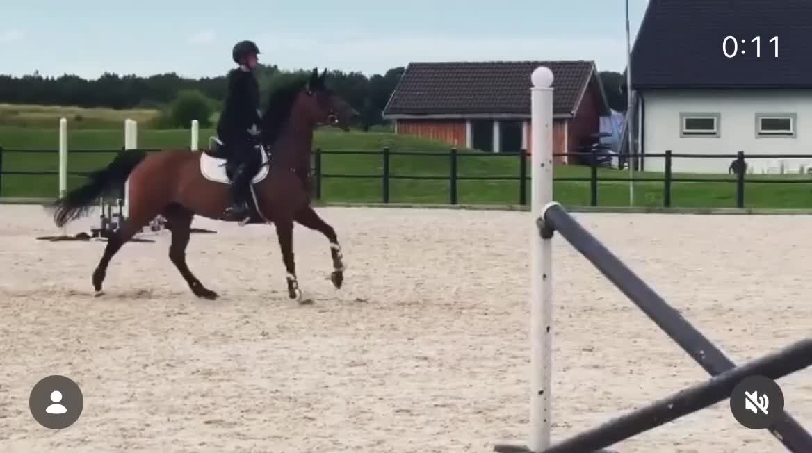 Hoppning hästar till salu:  Quick Quality – en häst med hjärtat på rätt plats - Video 1