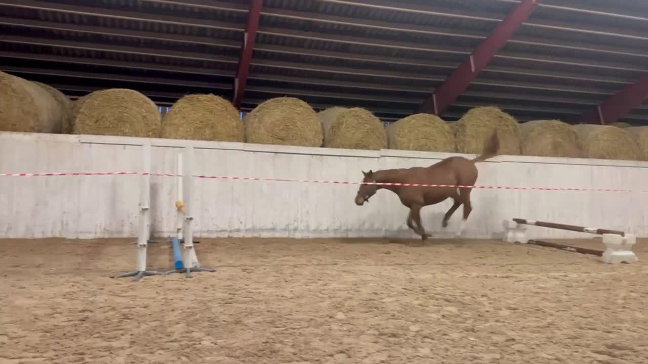 Hoppning hästar till salu: 3 åring Artist vd Driehoek Z - Cardento  i Ingelstad - Video 2