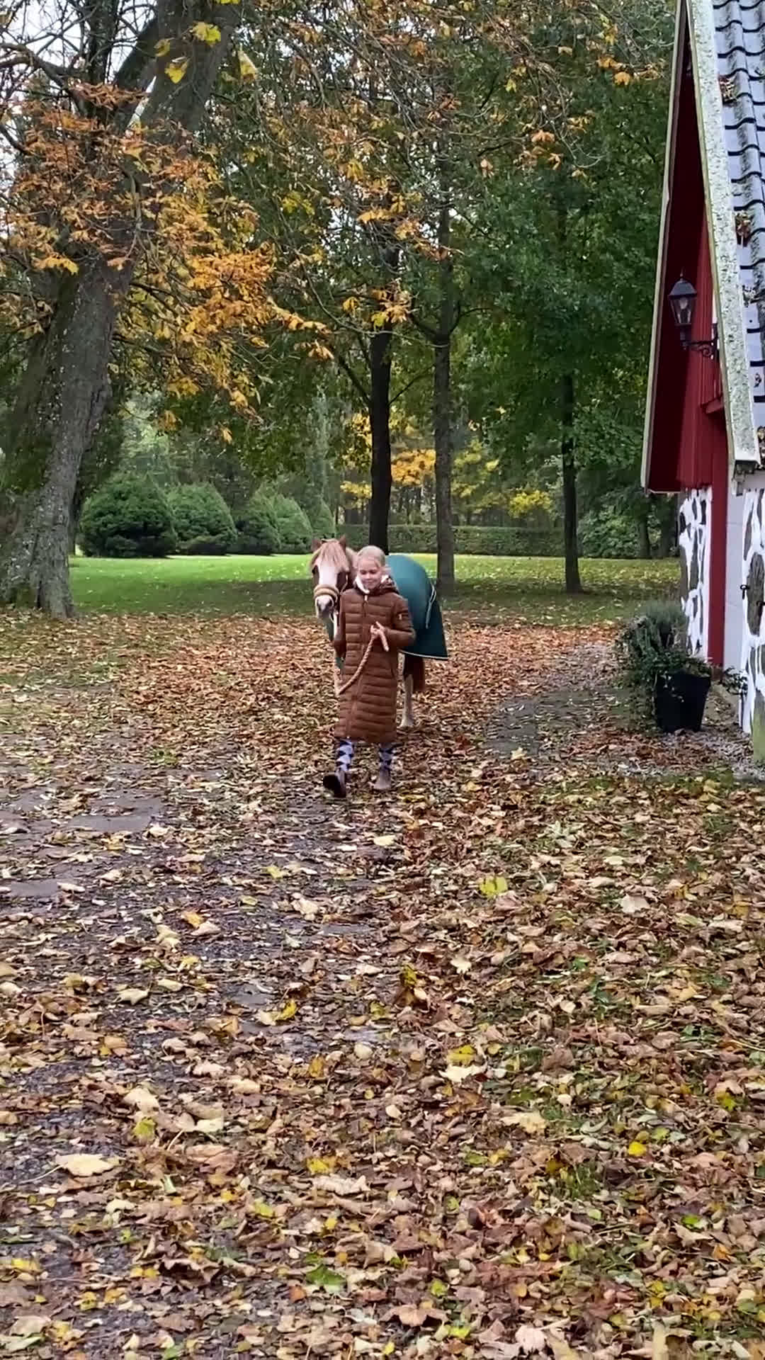 Allround hästar till salu: Sockersöt läromästare  - Video 3