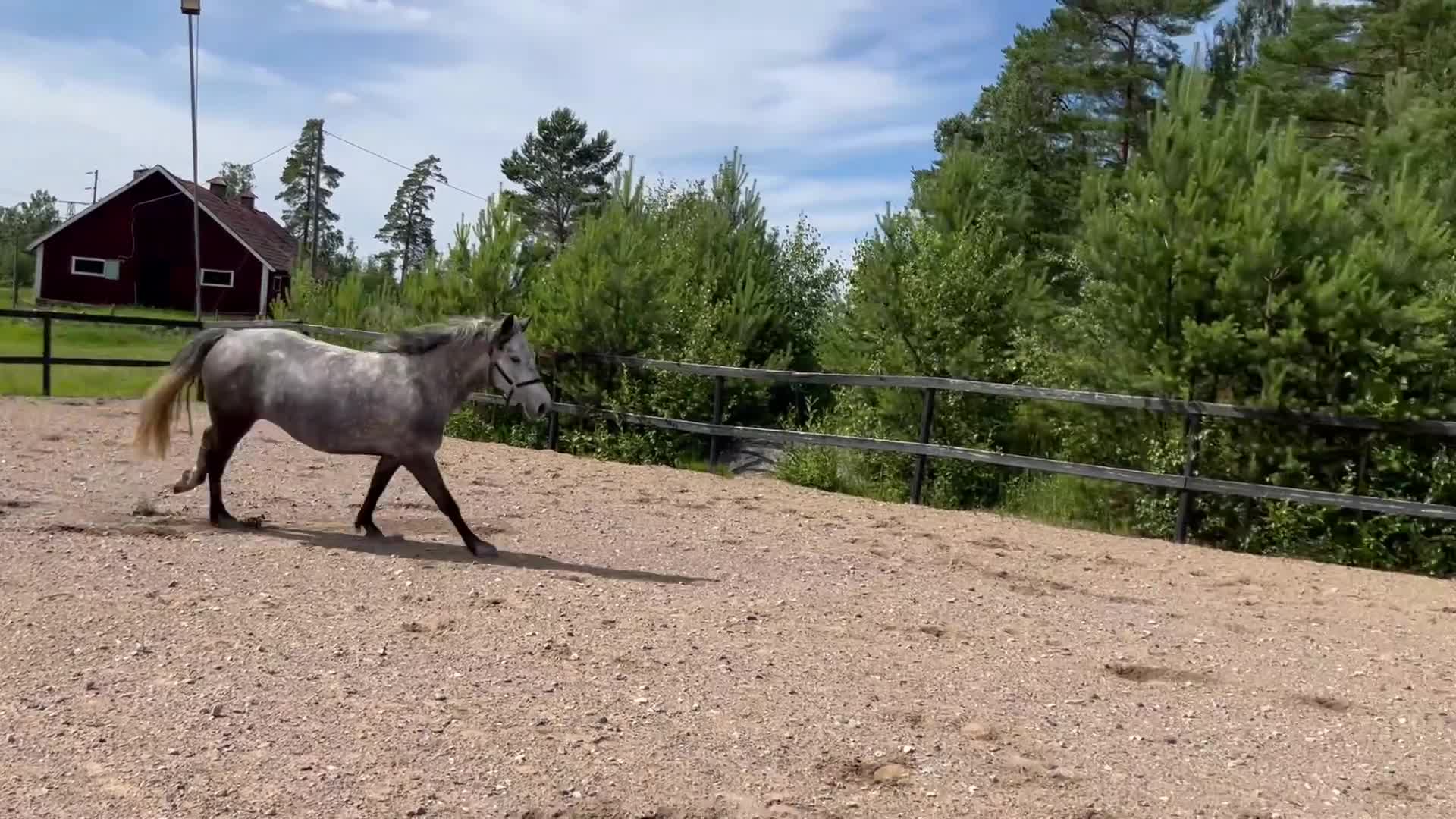 Allround hästar till salu: Svenskfödd connemara med fin stamtavla - Video 3