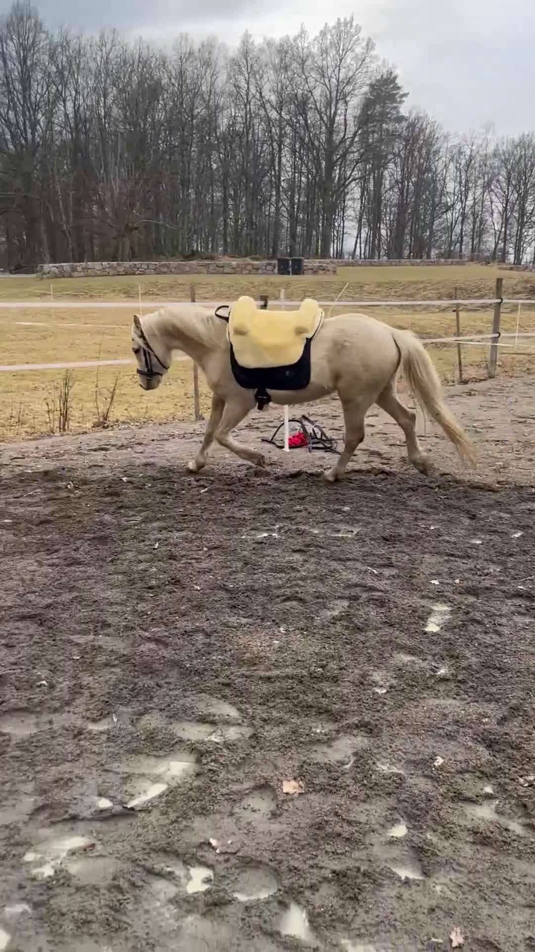Allround hästar till salu: Söt ponny redo för framtiden i Broaryd - Video 2