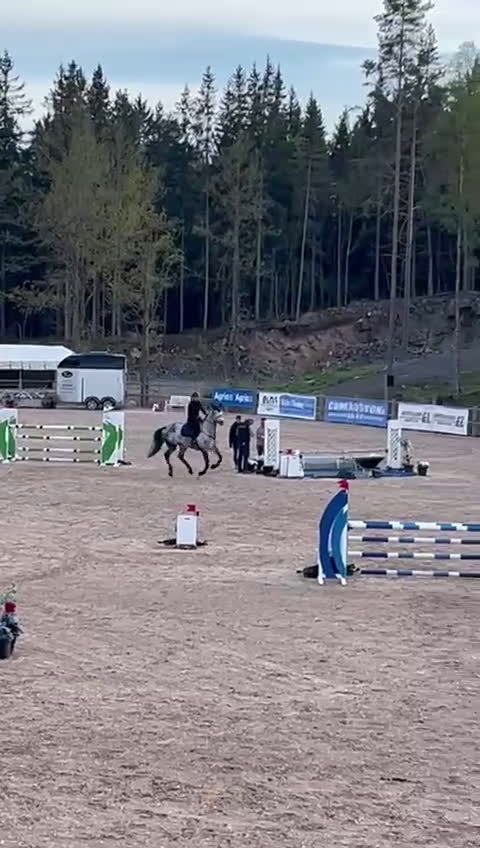 Hoppning hästar till salu: Valack med potential för stora klasser 🌟 - Video 1