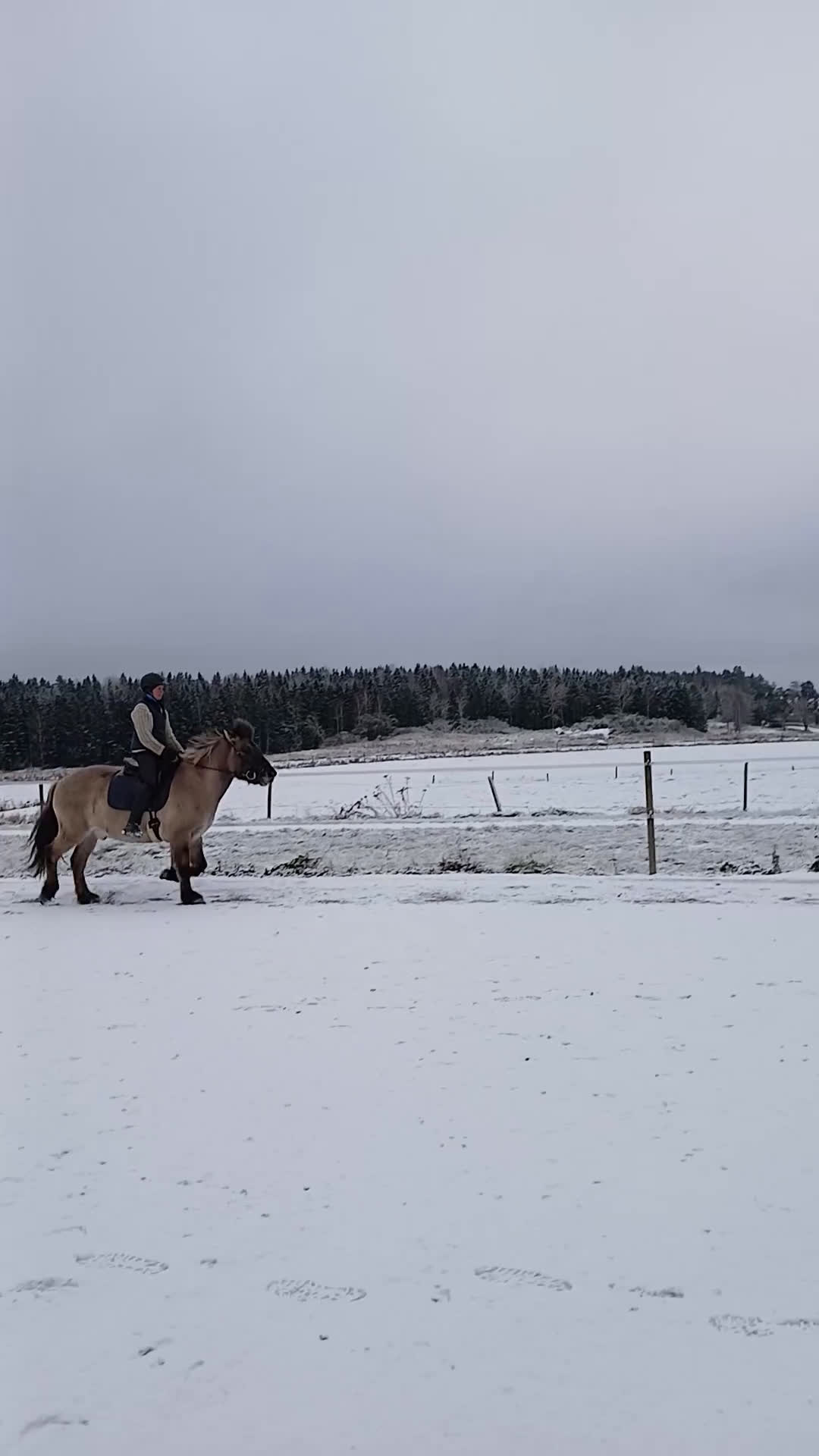 Island hästar till salu: Positiv, trygg, mysig islandshäst för skogsridning i Drottningholm - Video 2