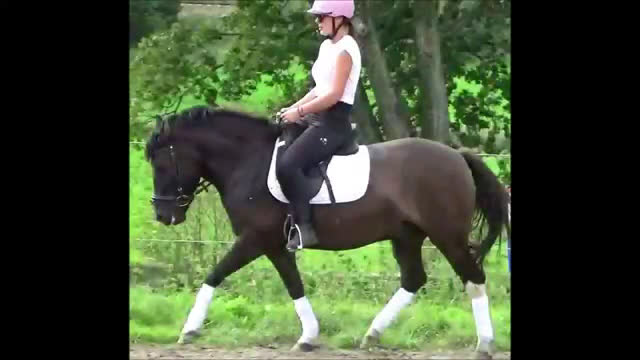 Allround hästar till salu: The talented Pony you’re looking for! i Örsundsbro - Video 1