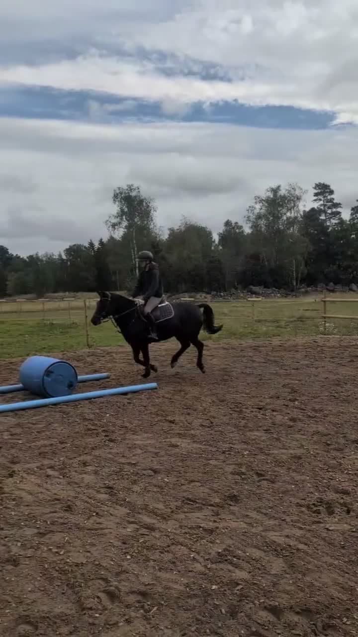 Allround hästar till salu: Superhärlig sportponny - Video 3