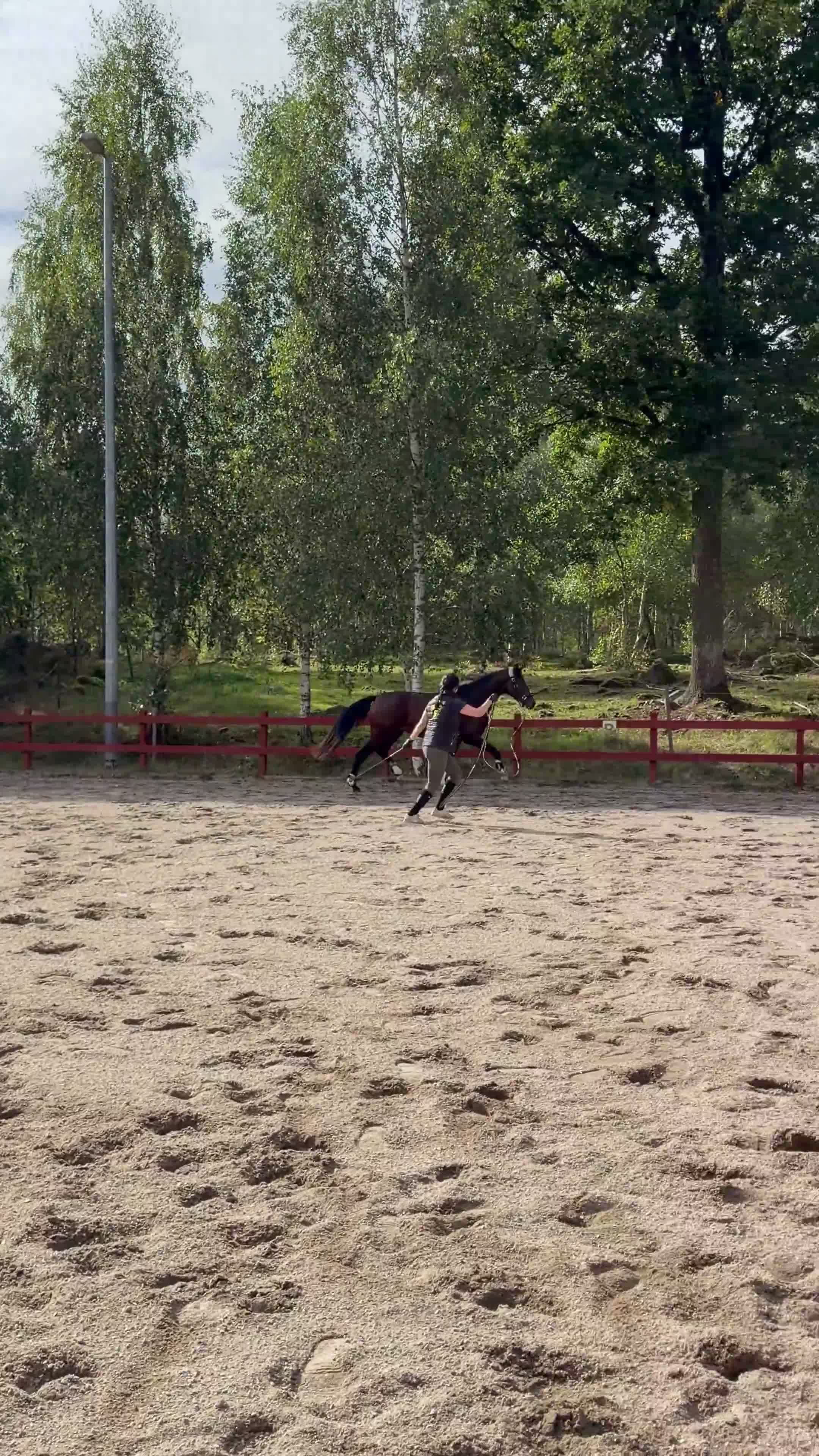 Dressyr hästar till salu: Fint sto för framtiden  - Video 1