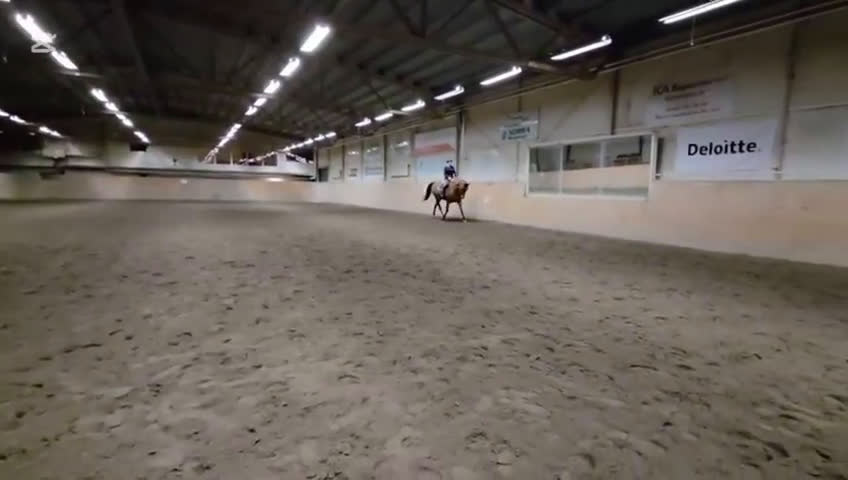 Allround hästar till salu: Snäll och trevlig kompis att utvecklas med! i Lögdeå - Video 1