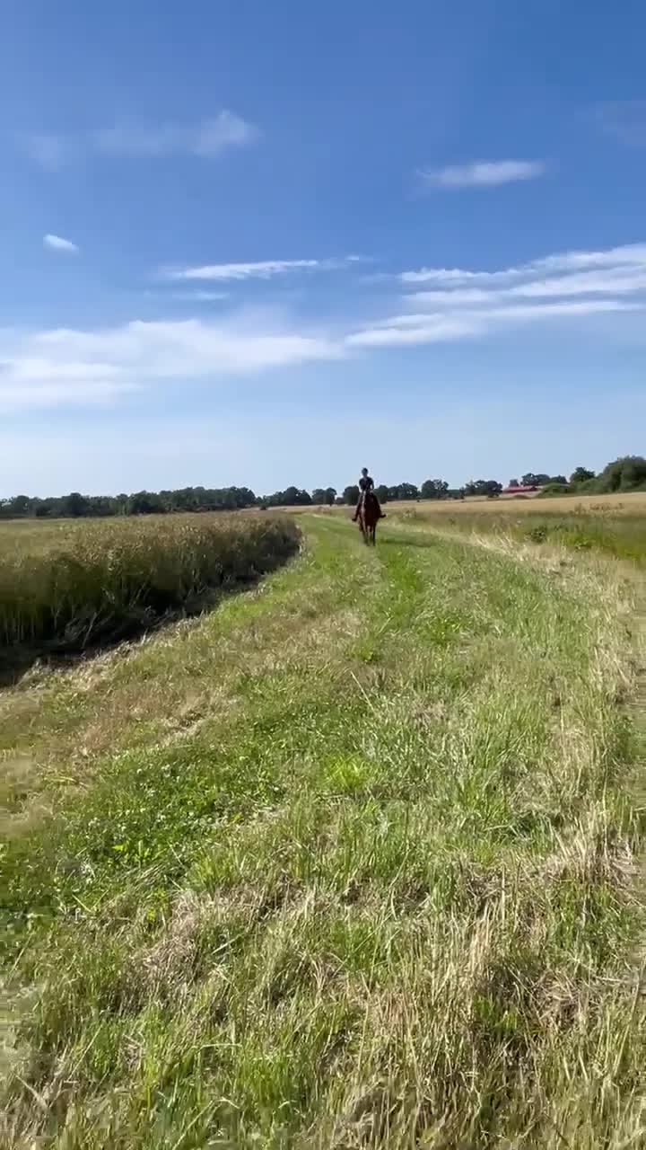 Allround hästar till salu: Trevlig Valack - Video 1
