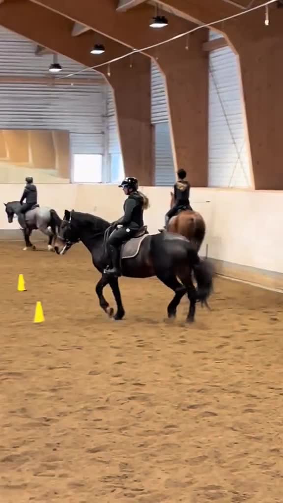  medryttarhäst sökes: Söker medryttarhäst i Vällingby - Video 2