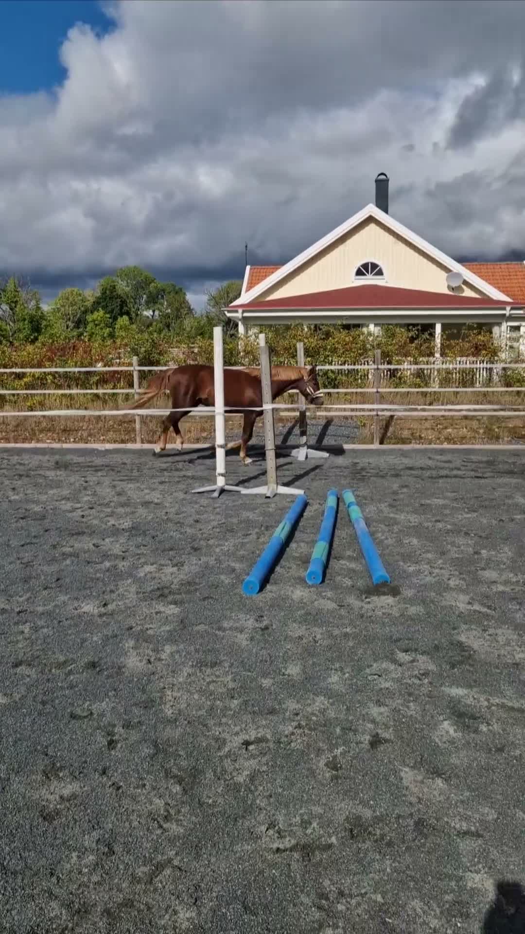 Allround hästar till salu: Supertrevligt 2-årigt sto - Video 3