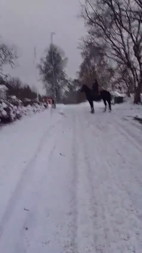Allround hästar till salu: Varmblodigt rid och körhäst i Killeberg - Video 2