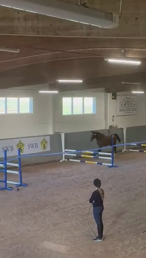 Hoppning hästar till salu: Mkt fint sto till salu i Tungelsta - Video 2