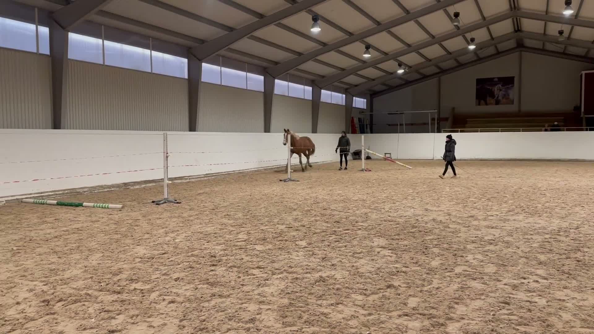 Hoppning hästar till salu: 3 årig valack - Video 3
