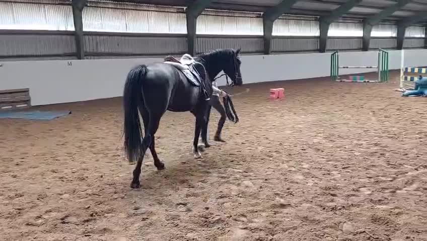 Allround hästar till salu: Trevlig 3-årig halvblodsvalack - Video 2