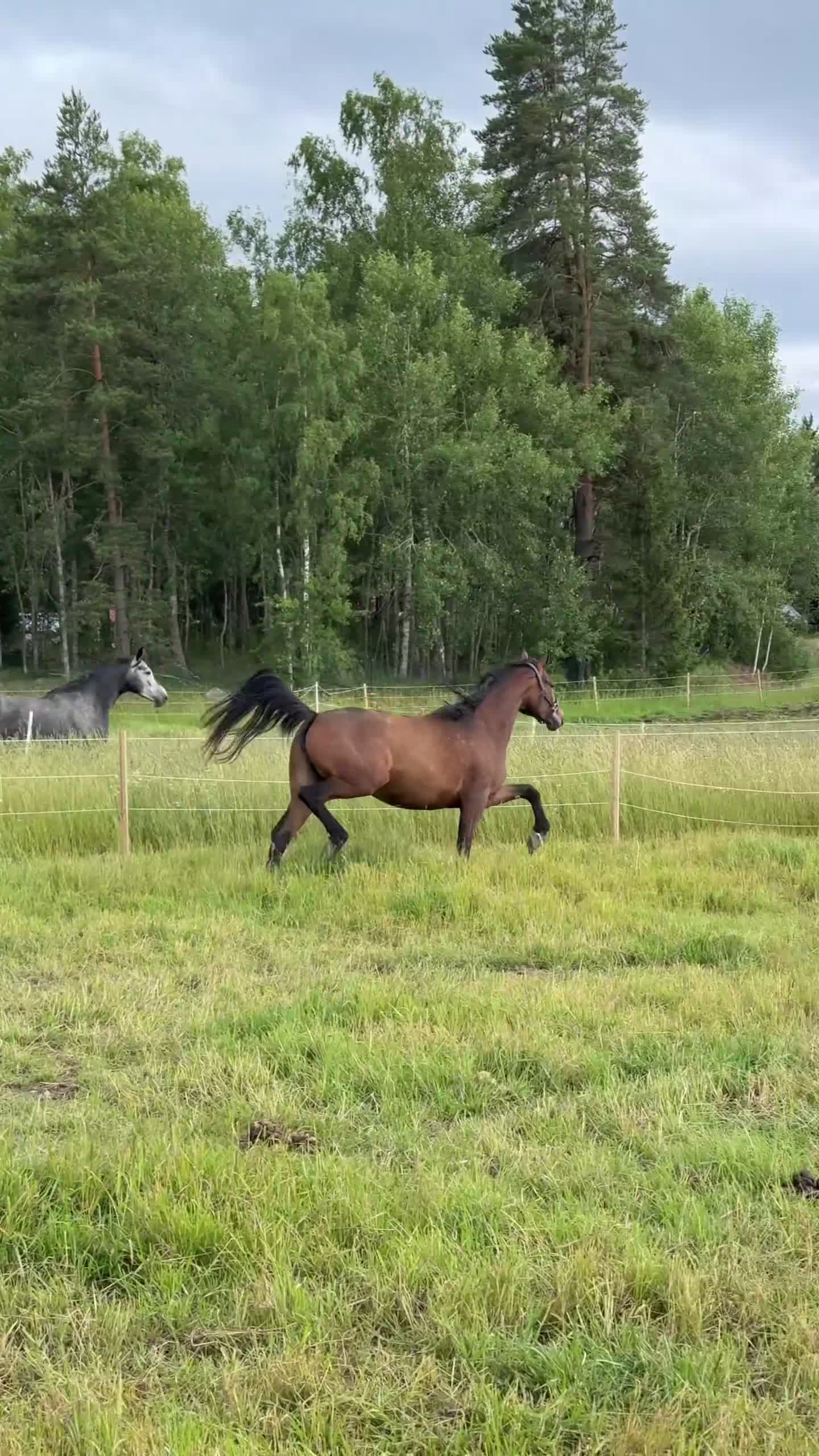 Dressyr hästar till salu: Lovande unghäst  - Video 1