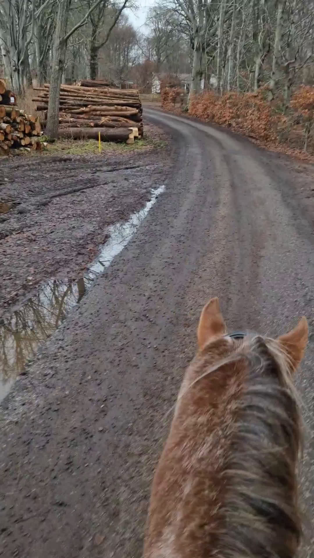 Allround hästar till salu: Drömponny  i Munka-ljungby - Video 3