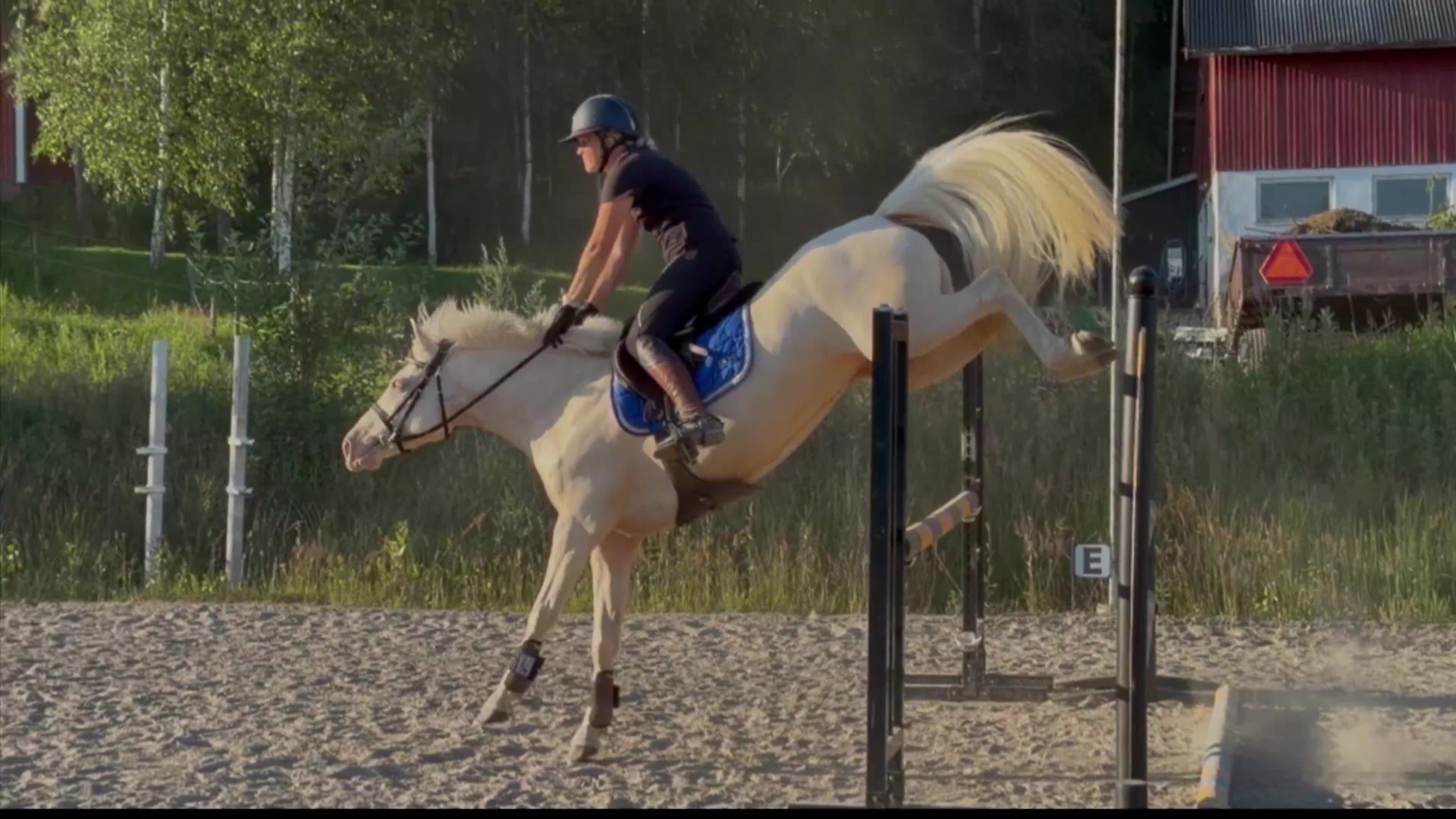 Allround hästar till salu: Härlig ponny! - Video 1