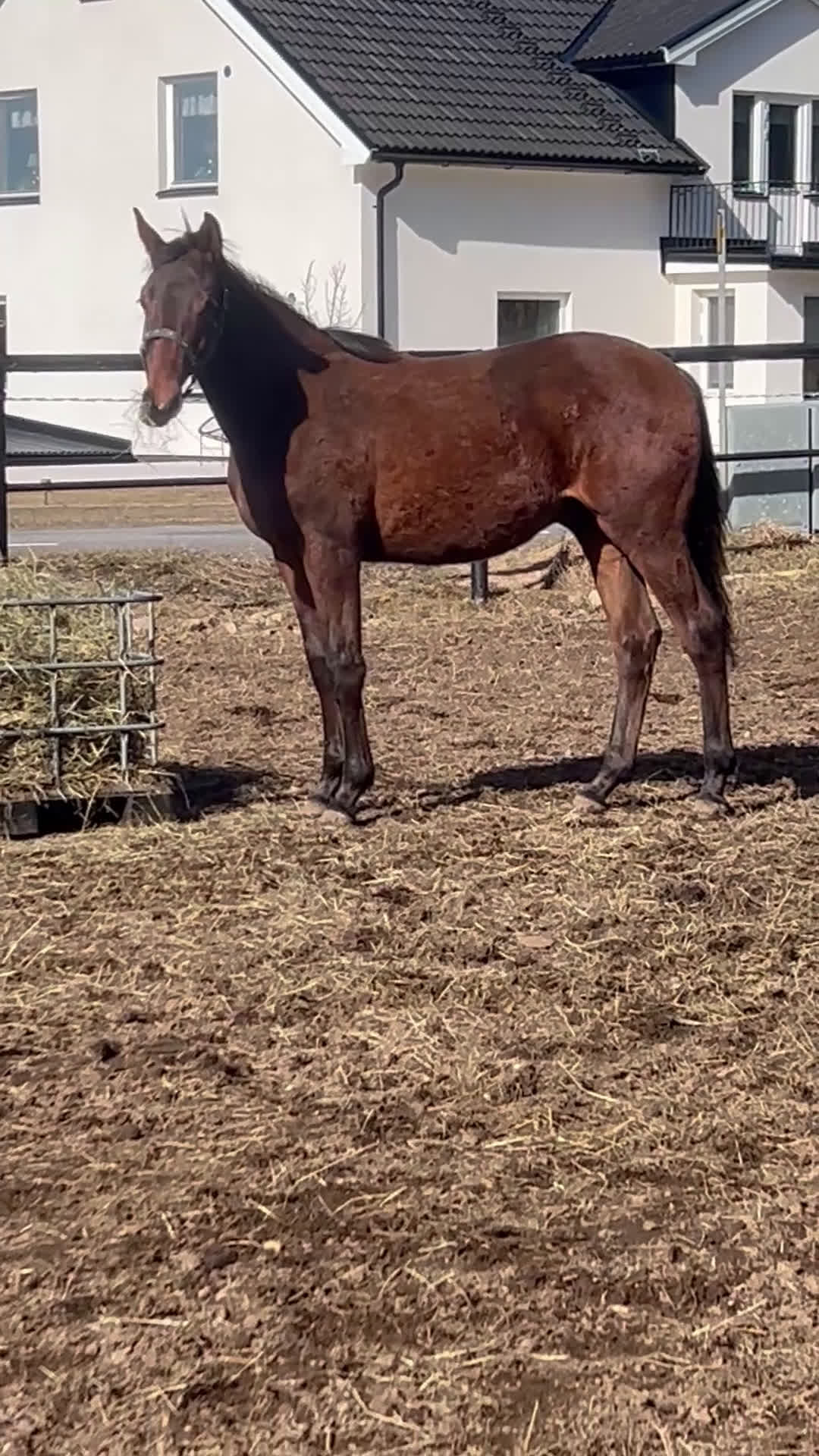 Allround hästar till salu: FYNDA NU ! Super trevlig 1 åring med bra stam 🌸 - Video 1