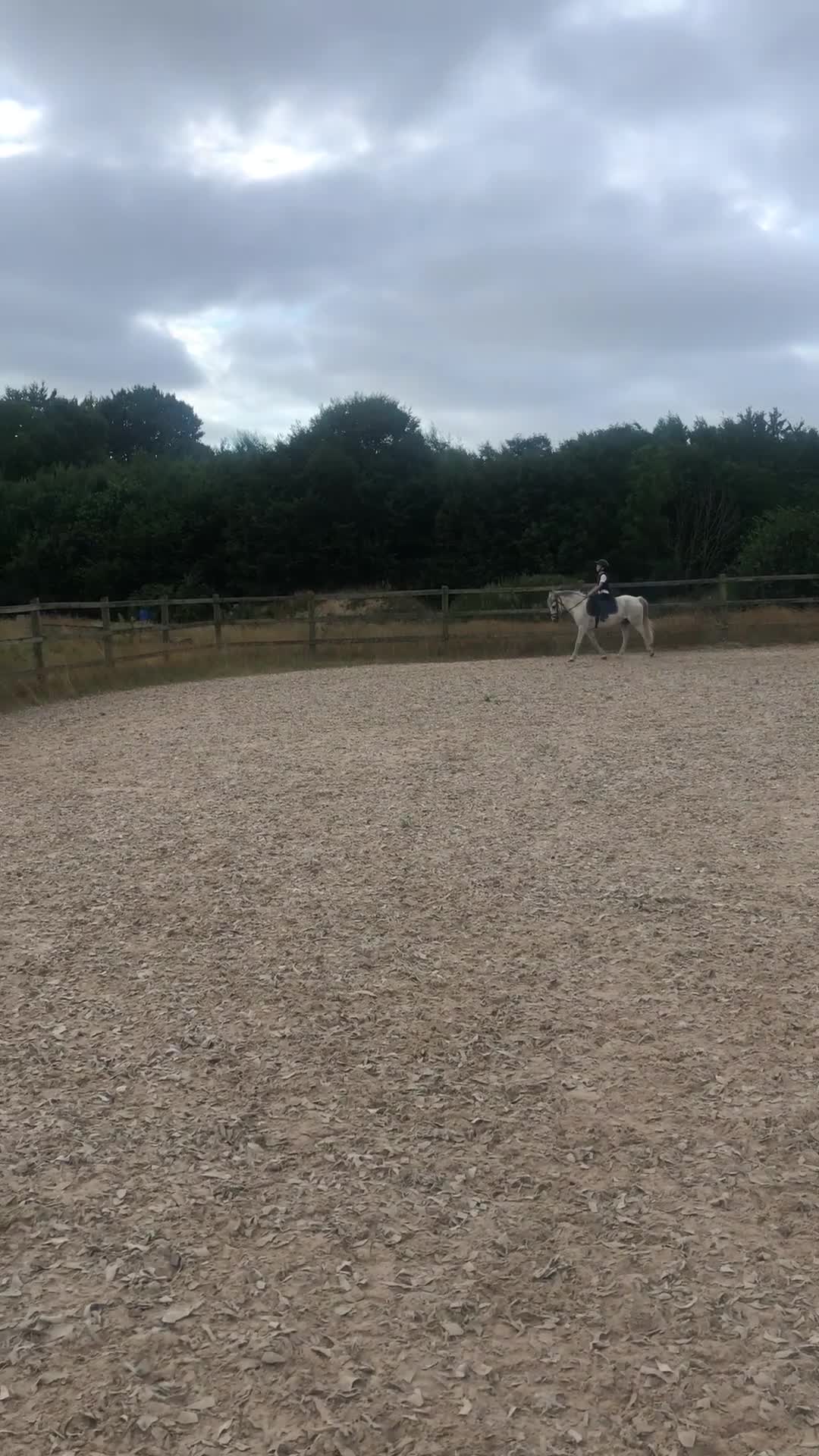 Hoppning hästar till salu: Rosettplockare & bästa vän  - Video 4