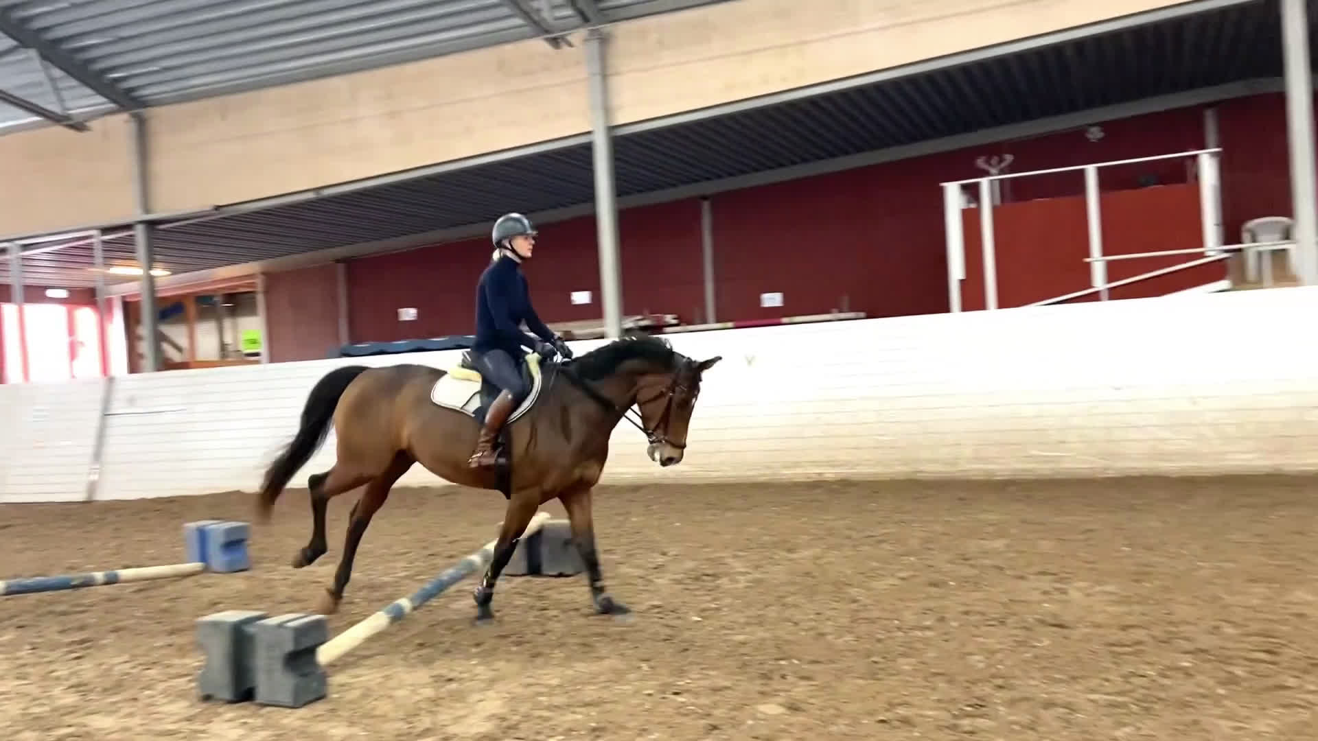 Allround hästar till salu: Fin allroundhäst SWB - Video 3