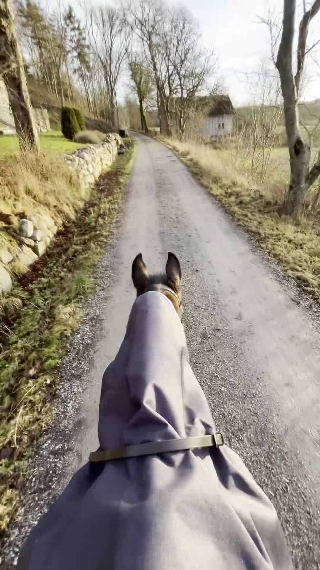 Allround hästar till salu: Enastående allround häst - Video 3