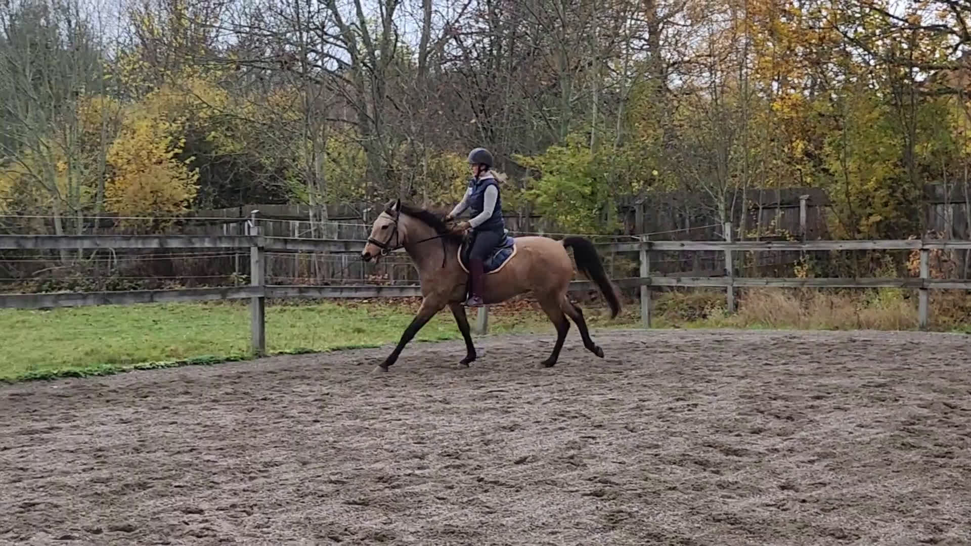 Dressyr hästar till salu: Ung Lusitano valack med stor utvecklings potential i Stallarholmen - Video 3