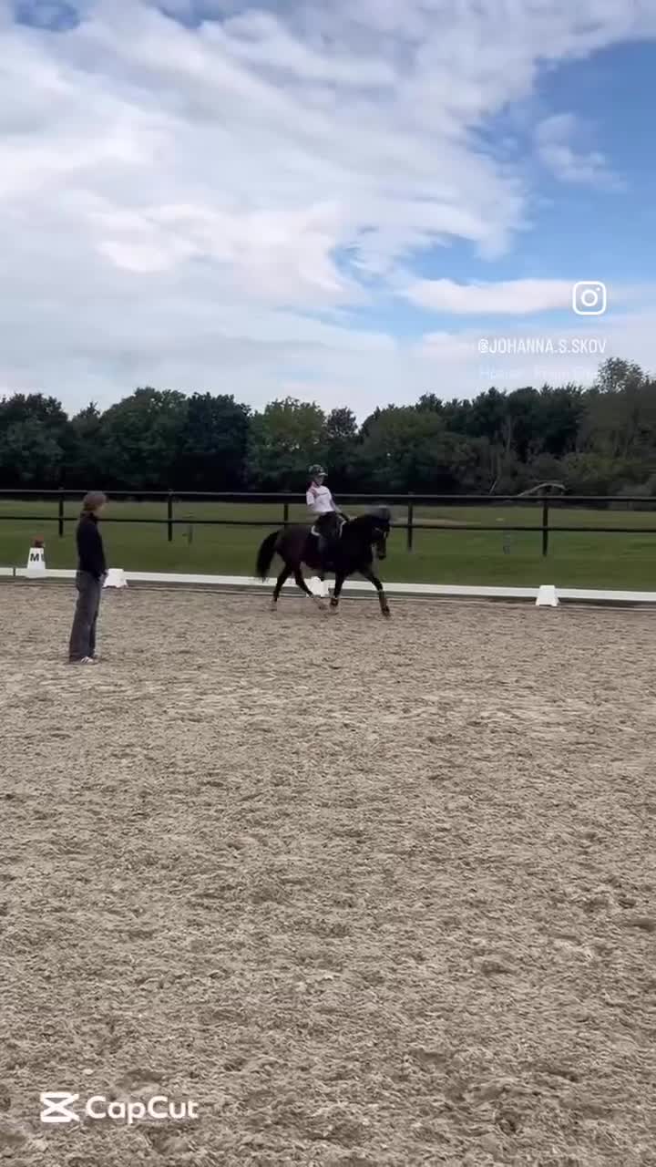 Allround hästar till salu: Mosetoftens Daisy  i Köpenhamn - Video 3