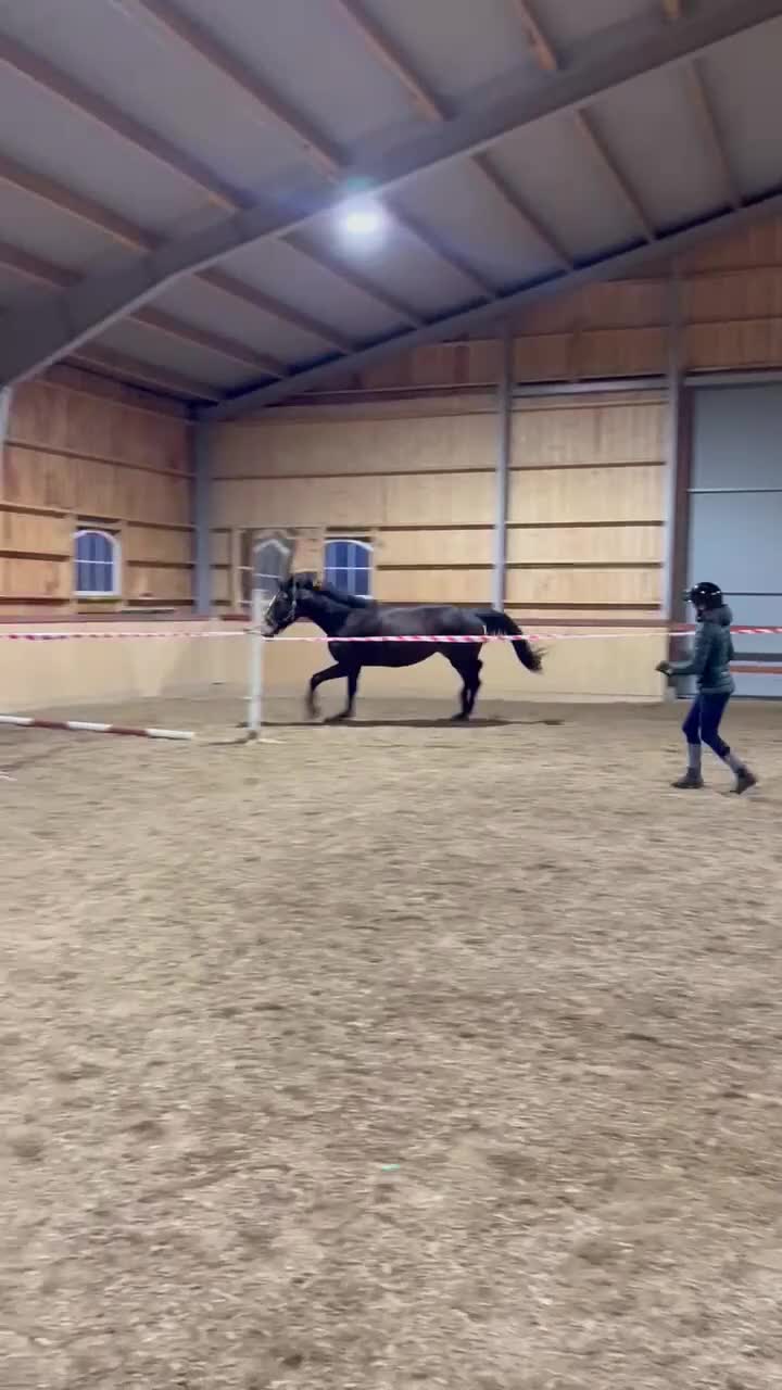 Hoppning hästar till salu: SWB-sto e. Zezar Hästak (Casanova) ue. Heartbeat - Video 2