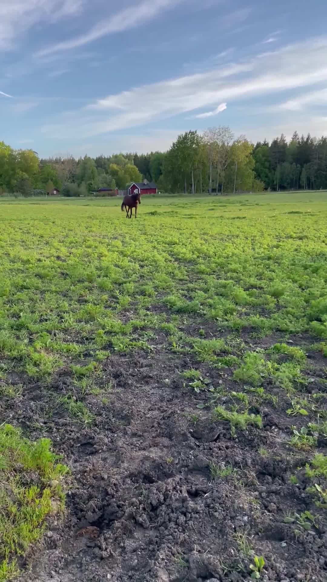 Sällskap hästar till salu: Fantastisk sällskapshäst - Video 1