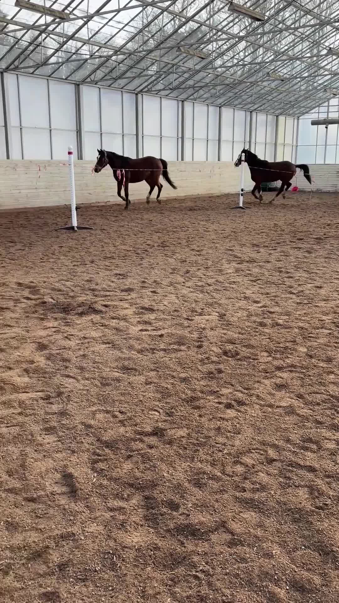 Hoppning hästar till salu: 3-årigt sto till ett mkt bra pris! - Video 1