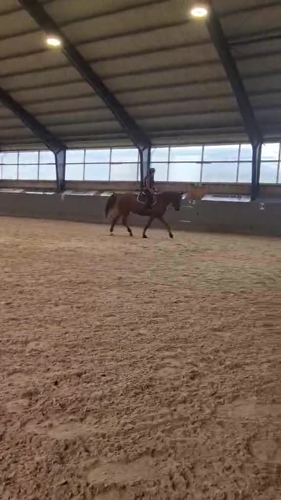 Allround hästar till salu: Halvblod/Arab säljes alt bytes.  i Köpingsvik - Video 2