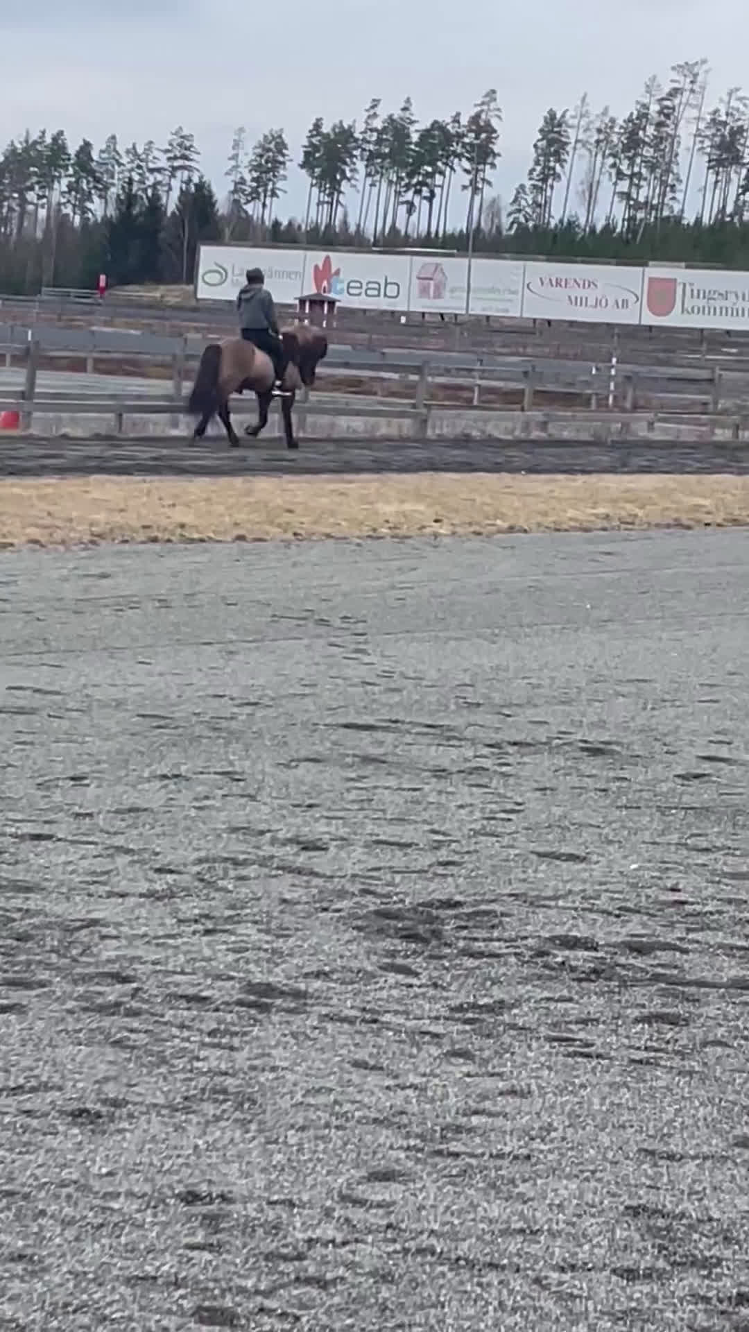 Island hästar till salu: Skogsmulle med mycket tölt - Video 2