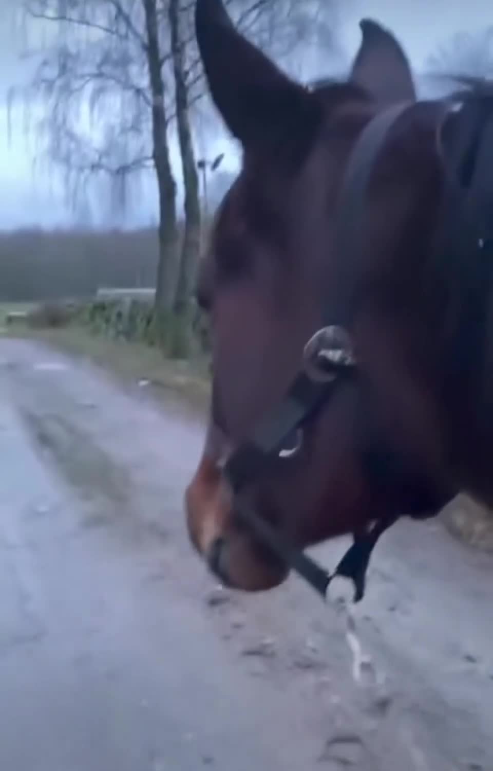 Trav hästar till salu: Någon att göra allt med. - Video 3