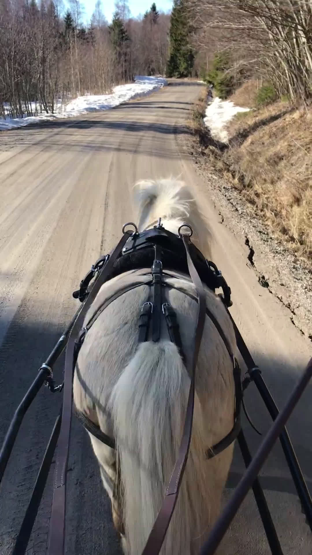 Utställning hästar till salu: Godkänd hingst med väldigt trevligt temperament i Bjästa - Video 1